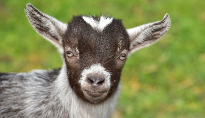 Can Goats Eat Chocolate?