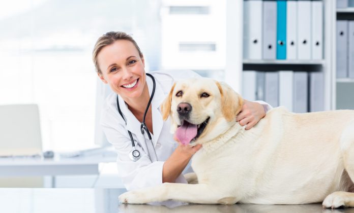 5 Essential Tips for Running a Successful Veterinary Practice