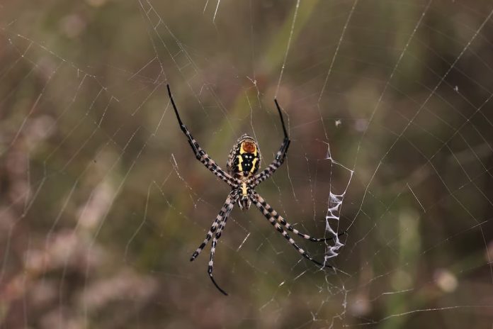 5 Signs of a Spider Infestation in Your Home